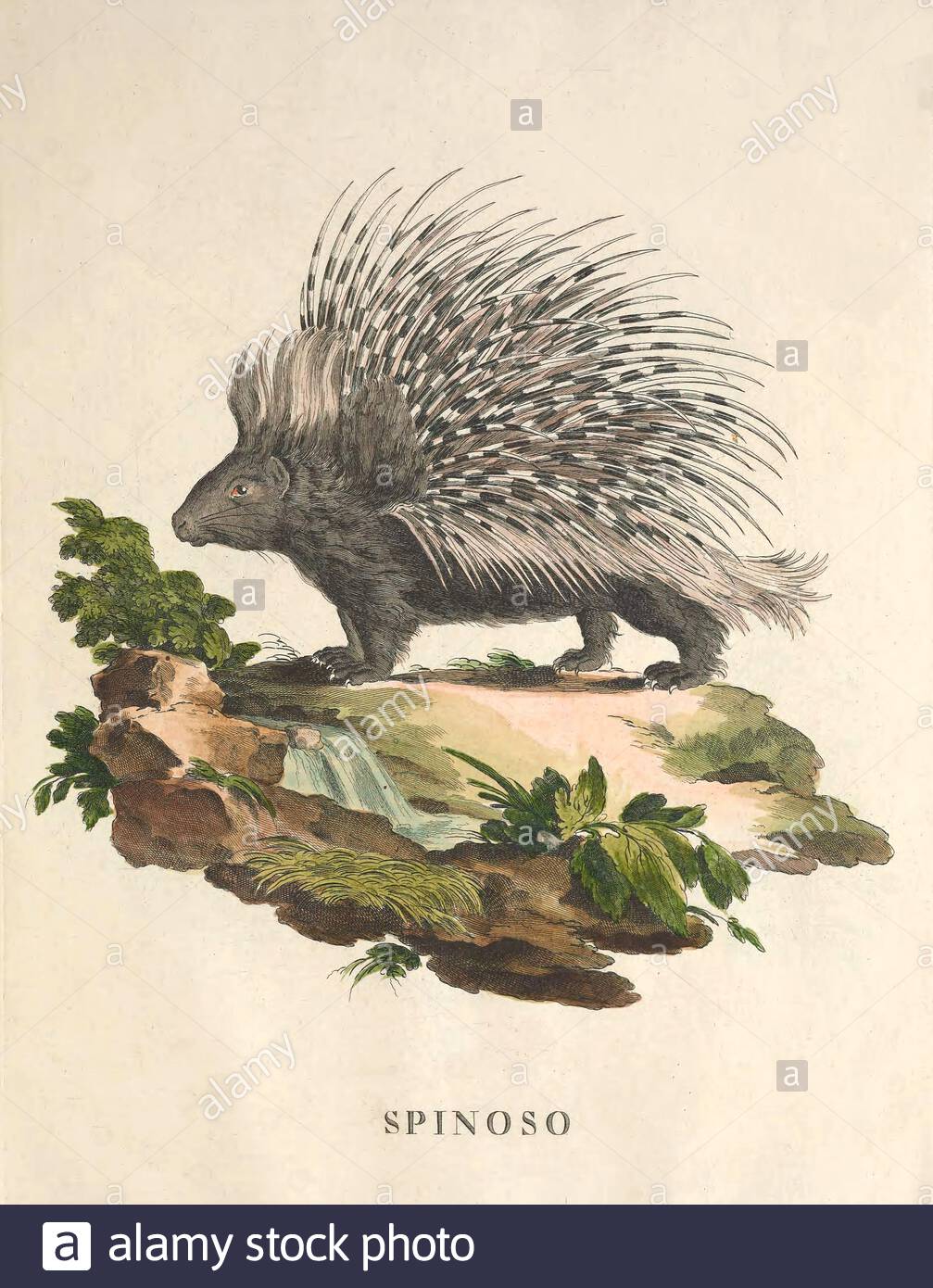 Porcupine, klassische Farbabbildung aus dem Jahr 171 Stockfoto