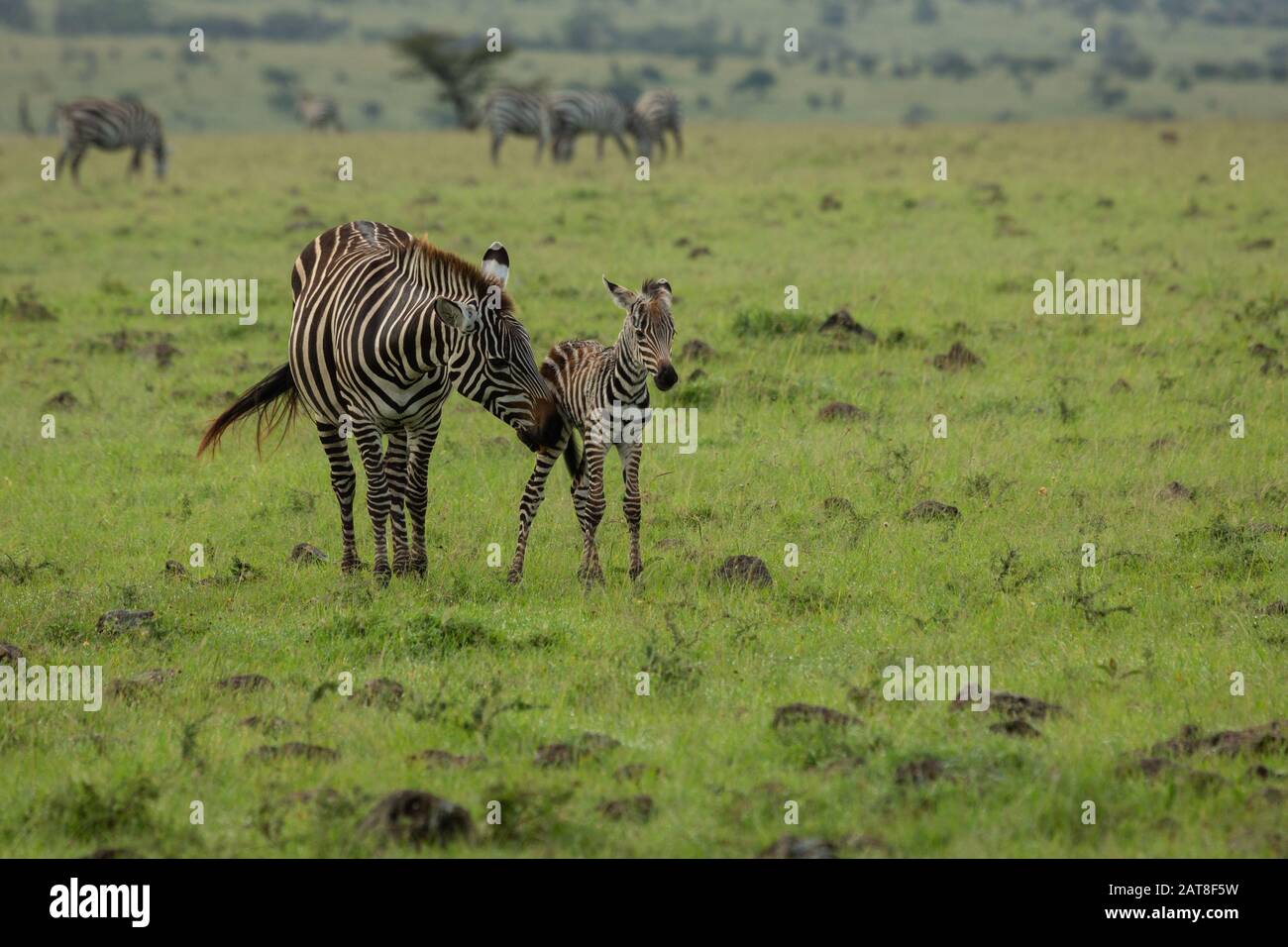 zebra auf der Savanne Stockfoto