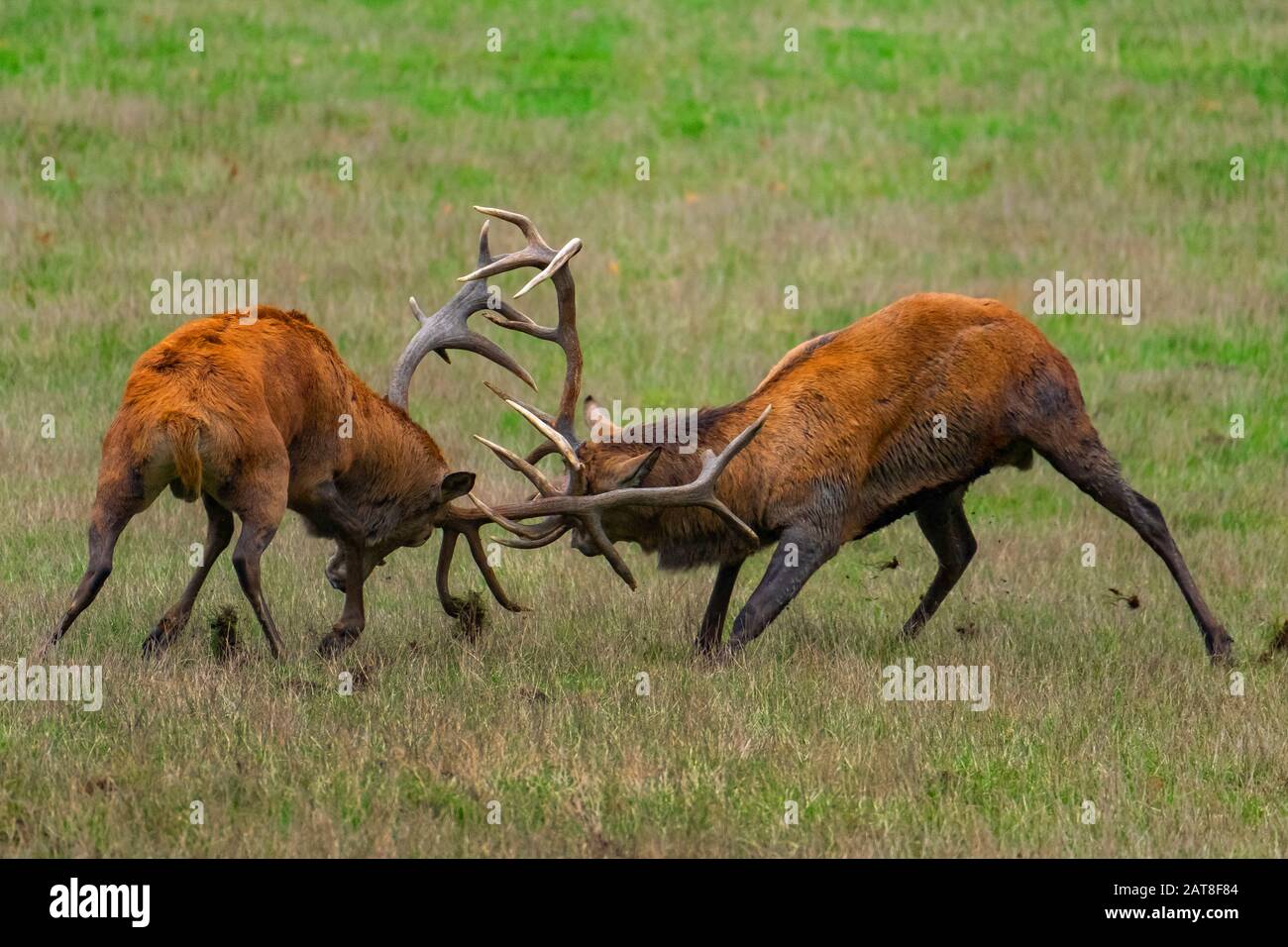 Rotwild (Cervus elaphus), zwei kämpfende Rotwild stampfen in Rutting Time, Deutschland, Nordrhein-Westfalen, Sauerland Stockfoto