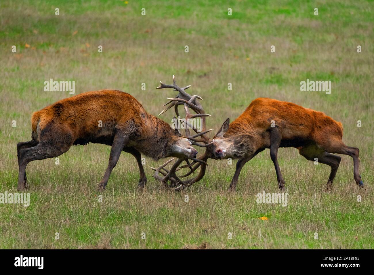 Rotwild (Cervus elaphus), zwei kämpfende Rotwild stampfen in der Auszeit, Seitenansicht, Deutschland, Nordrhein-Westfalen, Sauerland Stockfoto