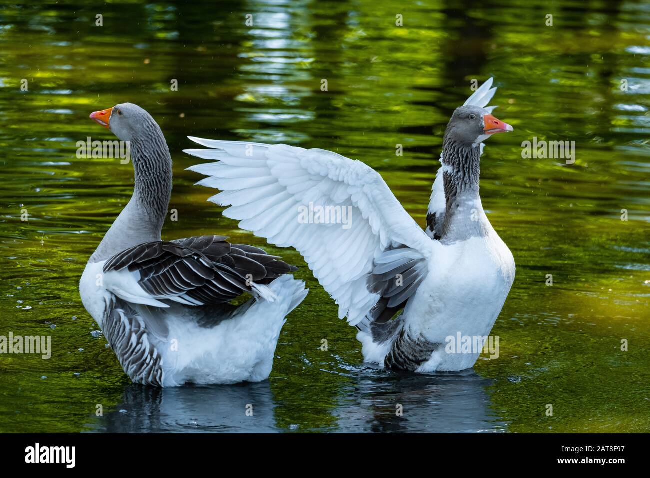 Pommersche Gans, Ruegener Gans (Anser anser f. domestica), flattern, Deutschland Stockfoto