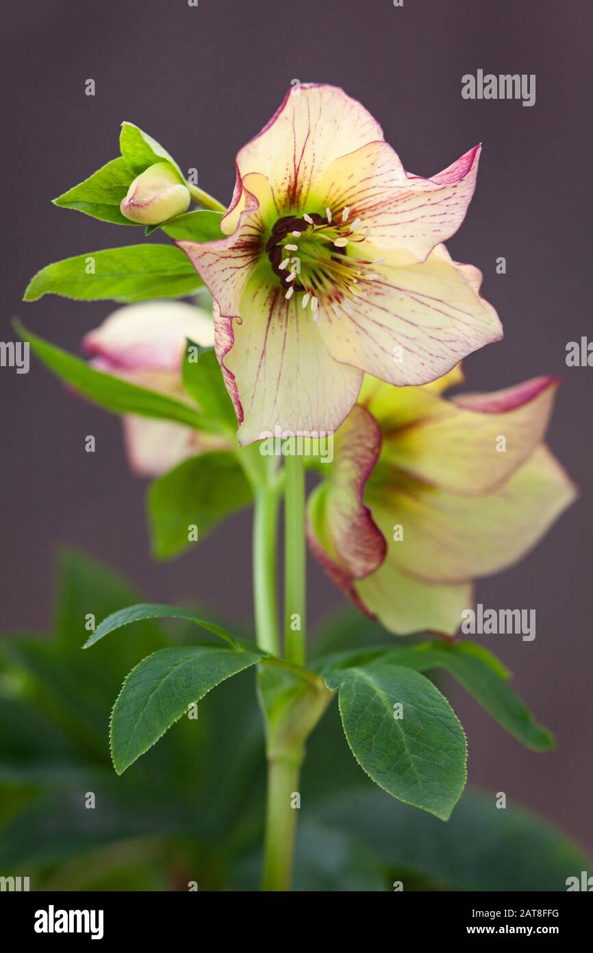 Hellebores in North Lincoln, Großbritannien. Winter, Januar 2020. Stockfoto
