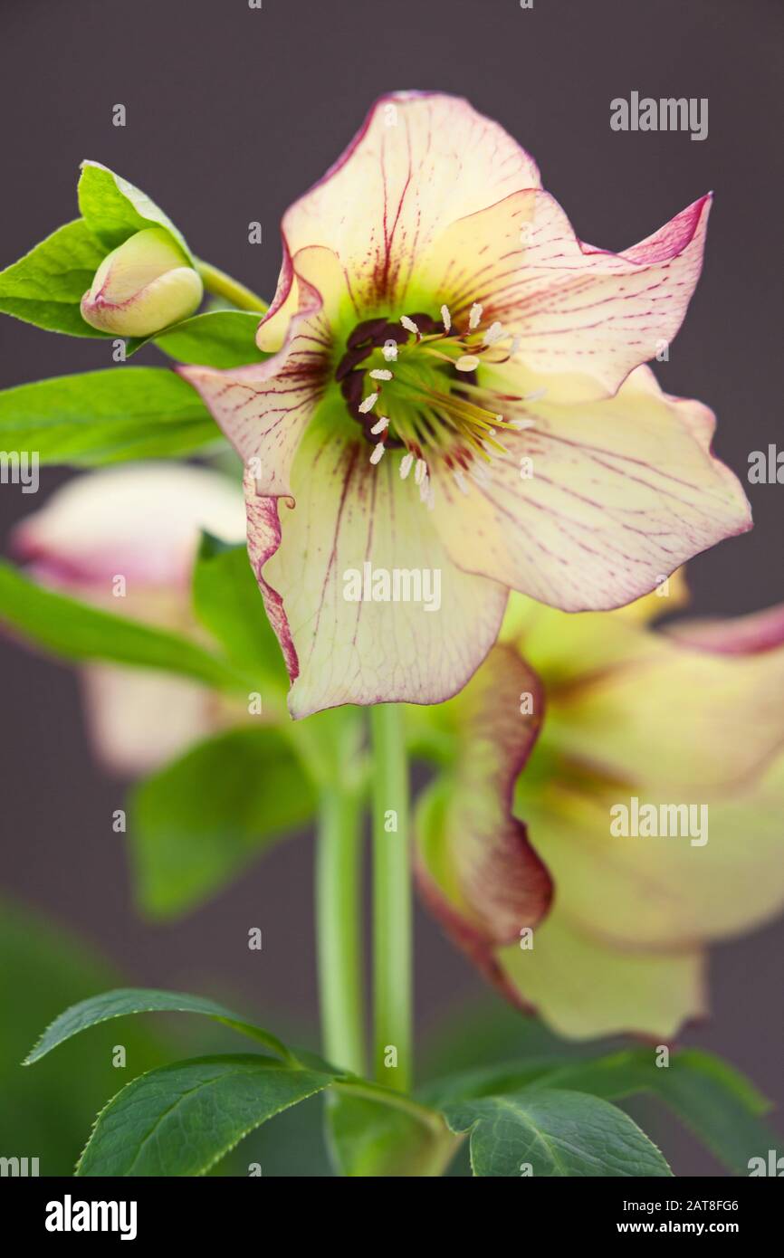 Hellebores in North Lincoln, Großbritannien. Winter, Januar 2020. Stockfoto