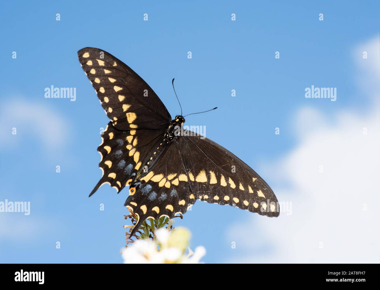 Dorsale Ansicht eines Schmetterlings aus Ostschwarzschwalbenschwanz auf einem weißen Schmetterlingsbusch, gegen teilweise bewölkten Himmel Stockfoto