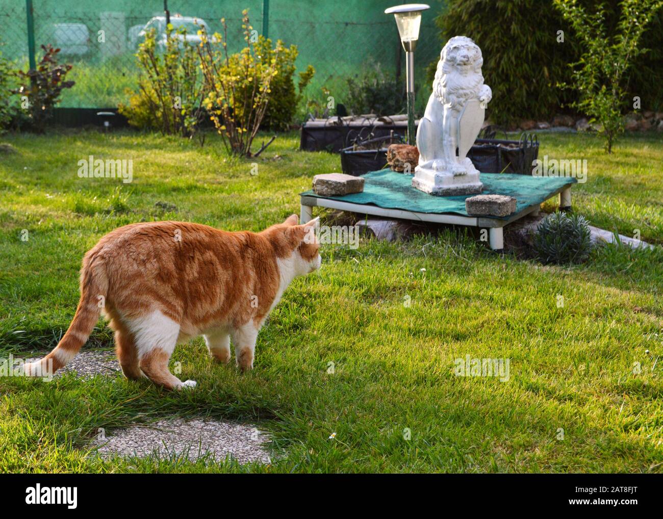Eine Katze auf dem Aussichtspunkt in einem Garten Stockfoto
