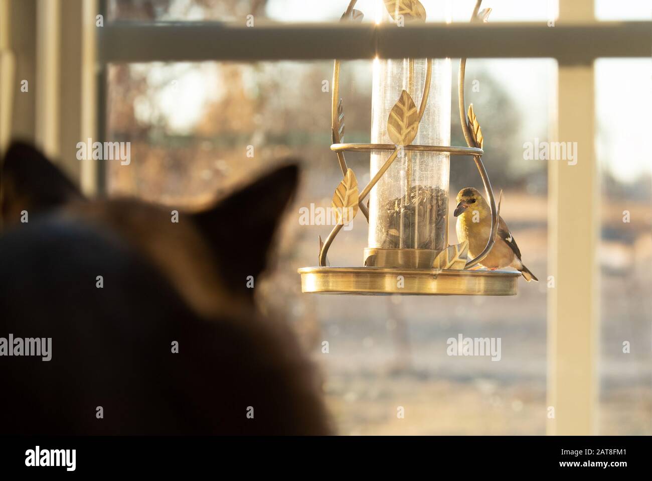 Goldfinch im Wintergefeder beim Vogelzubringer, der Sonnenblumensamen isst, während eine Katze es durch das Fenster beobachtet; Fokus auf den Vogel Stockfoto
