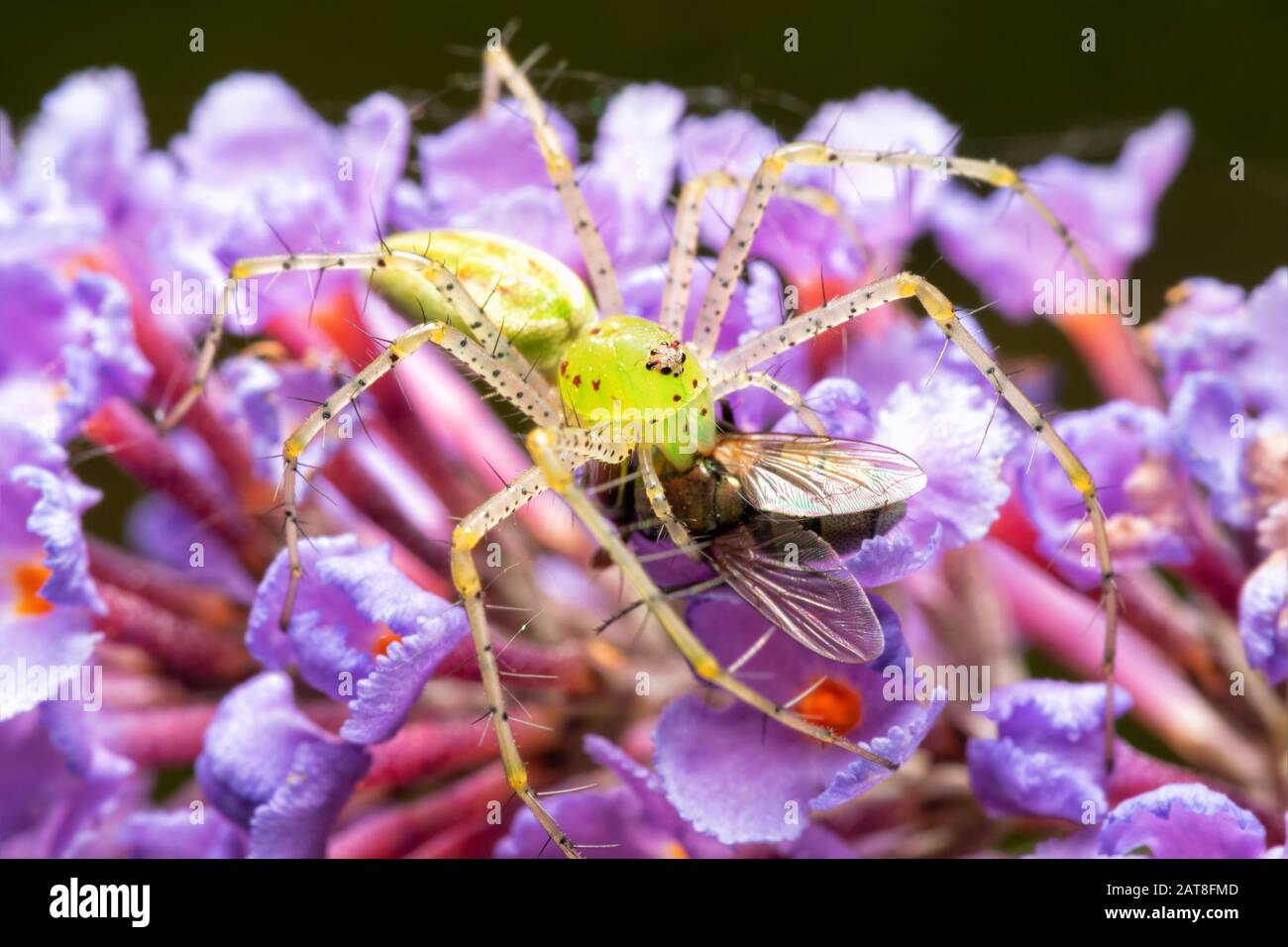 Schöne Peucetia-Viridans, grüne Lynx-Spinne, die eine Fliege isst, während sie auf hellvioletten Buddleia-Blumen sitzt Stockfoto