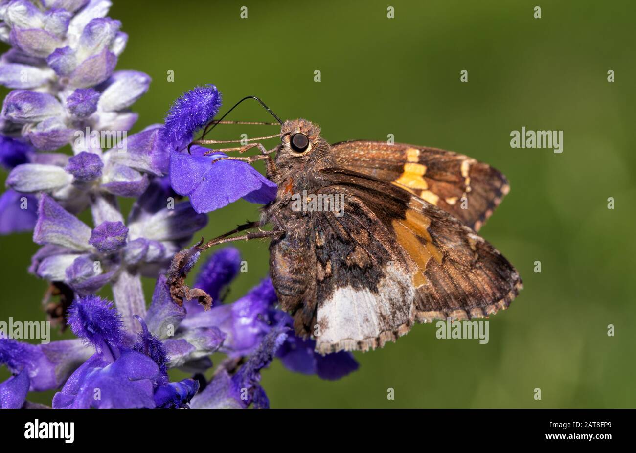 Geharzter Randschmetterling, der sich von violetten Salvia-Blumen mit grünem Sommer-Hintergrund ernährt Stockfoto