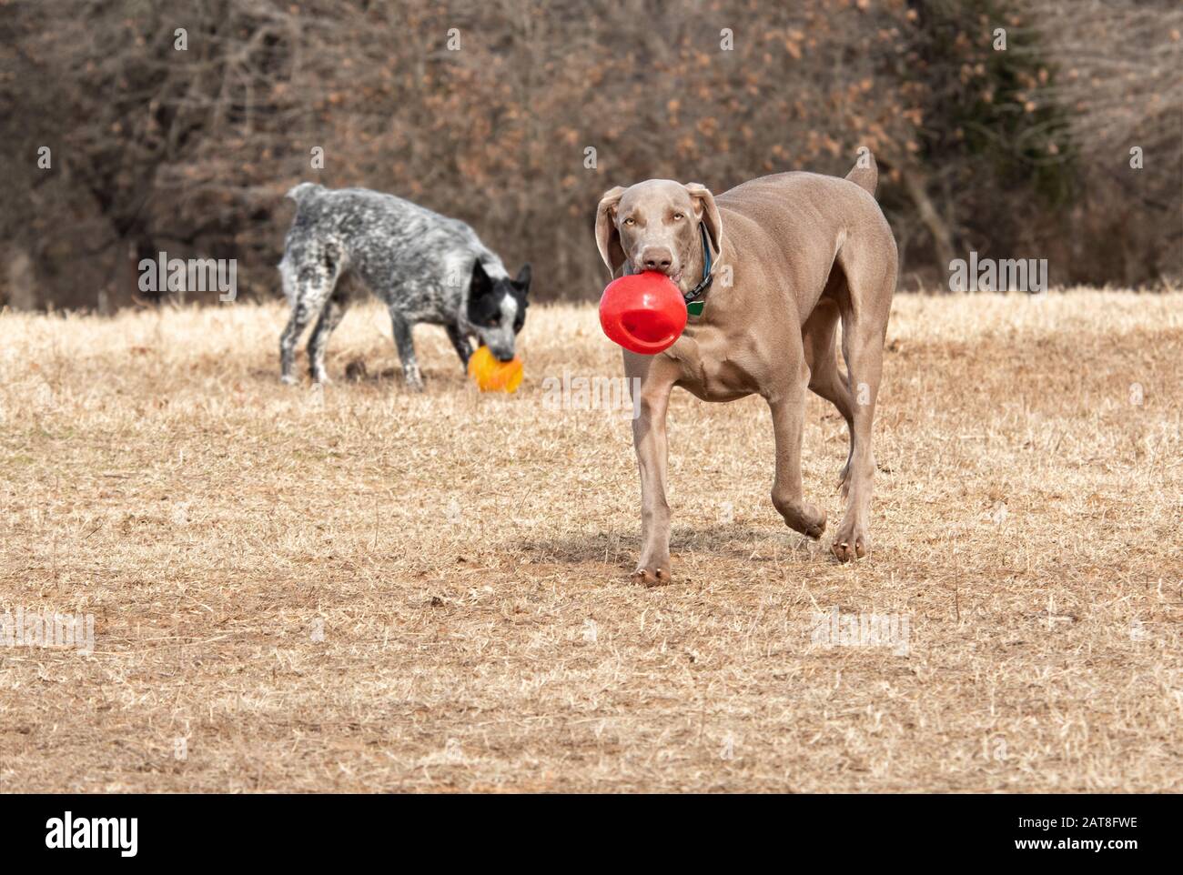 Weimaraner Hund trägt einen roten Ball zum Betrachter, mit einem anderen Hund auf dem Hintergrund Stockfoto