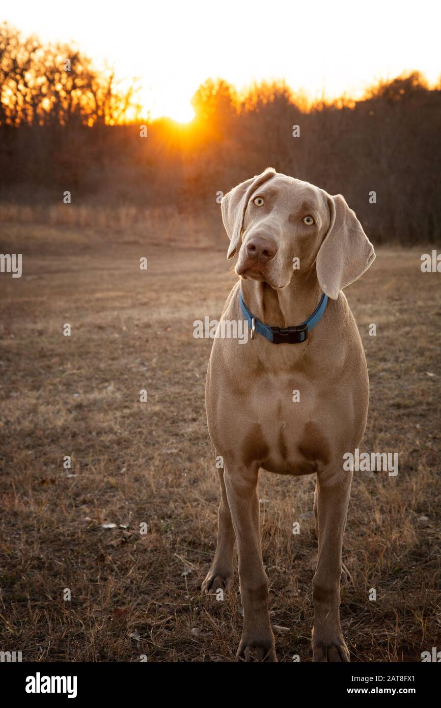 Der junge Weimaraner Hund blickt mit einem gekippten Kopf auf den Betrachter, mit Sonnenuntergang auf dem Hintergrund Stockfoto