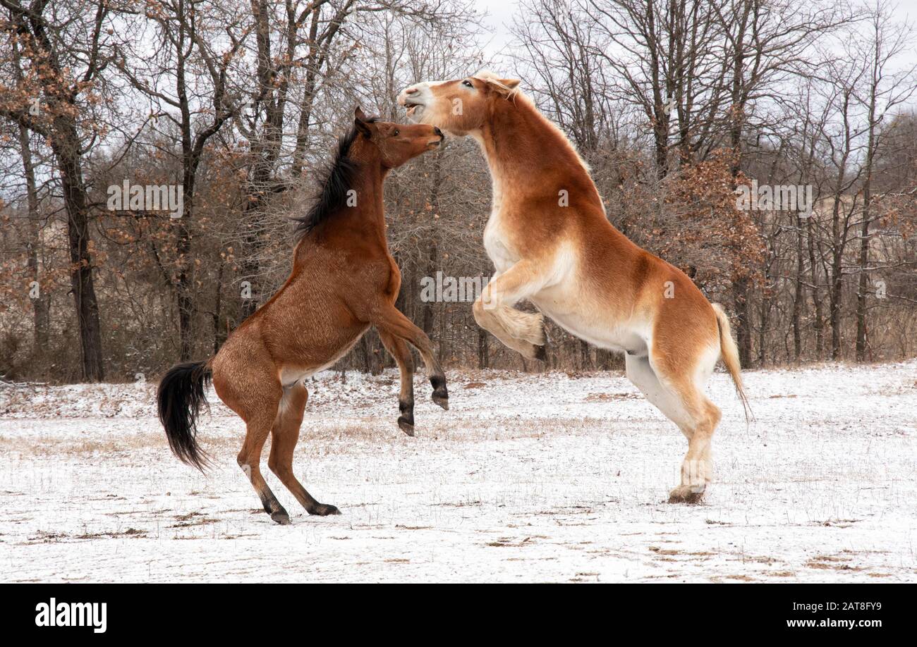 Zwei Pferde spielen Kampf und Aufstehen; ein Rotbuchtarabian und ein blondes belgisches Zugpferd; an einem trüben Wintertag Stockfoto