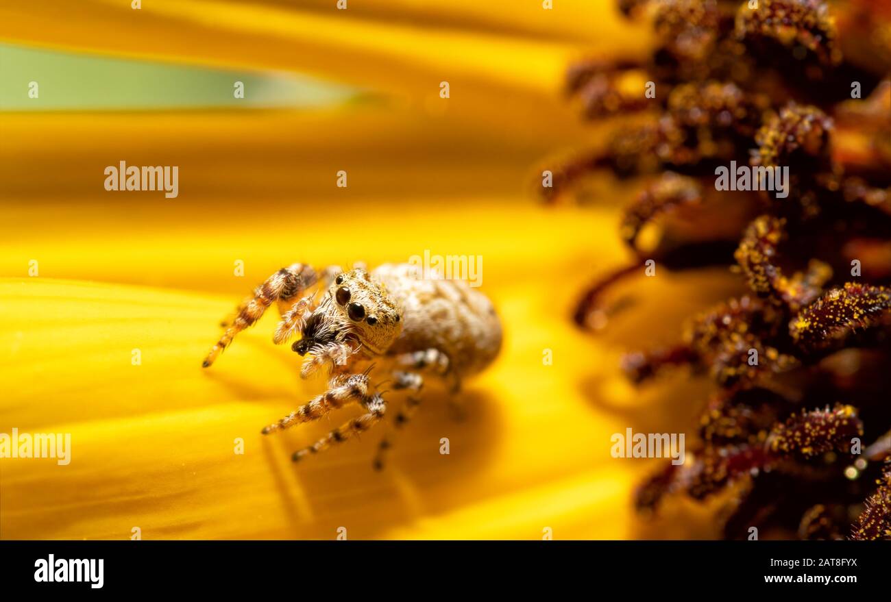 Winziger kleiner Pfefferiger Pullover auf einem Sonnenblumen-Blütenblatt in der Sommersonne Stockfoto