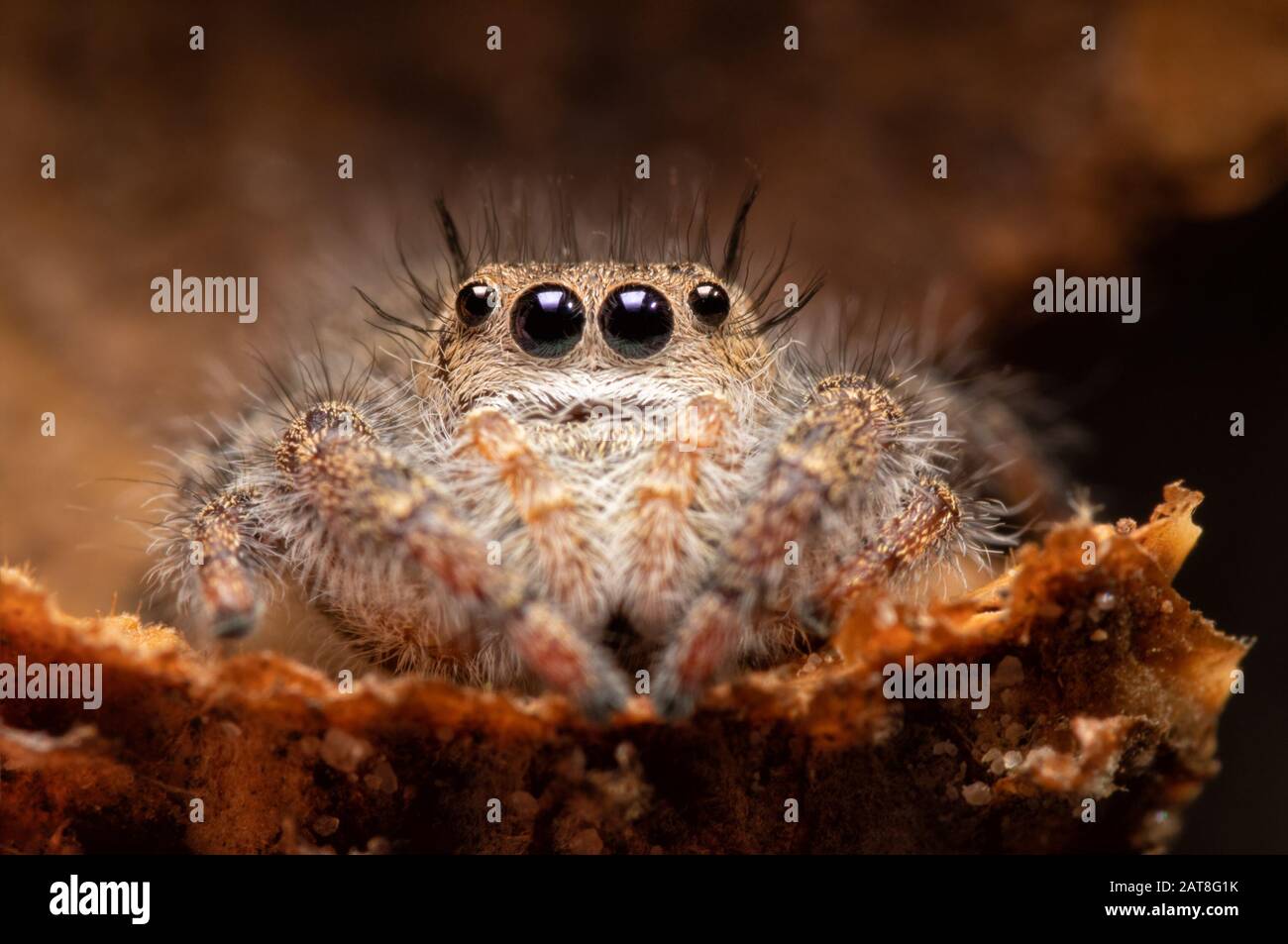 Schöner Phidippus princeps springende Spinne, die in einer Eichelkappe sitzt Stockfoto