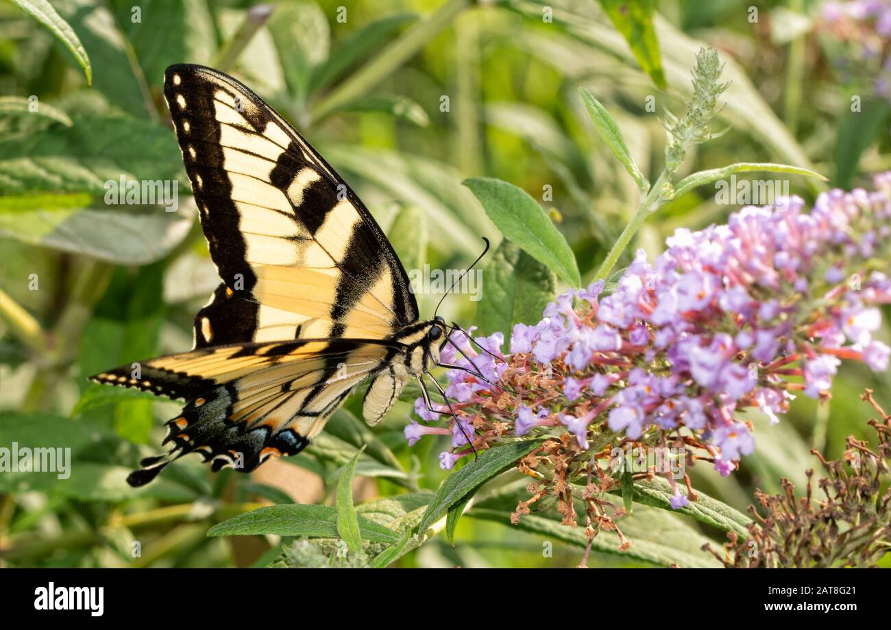 Osttiger Schwalbenschwanz Schmetterling Fütterung auf hellvioletten Schmetterlingsblüten Stockfoto