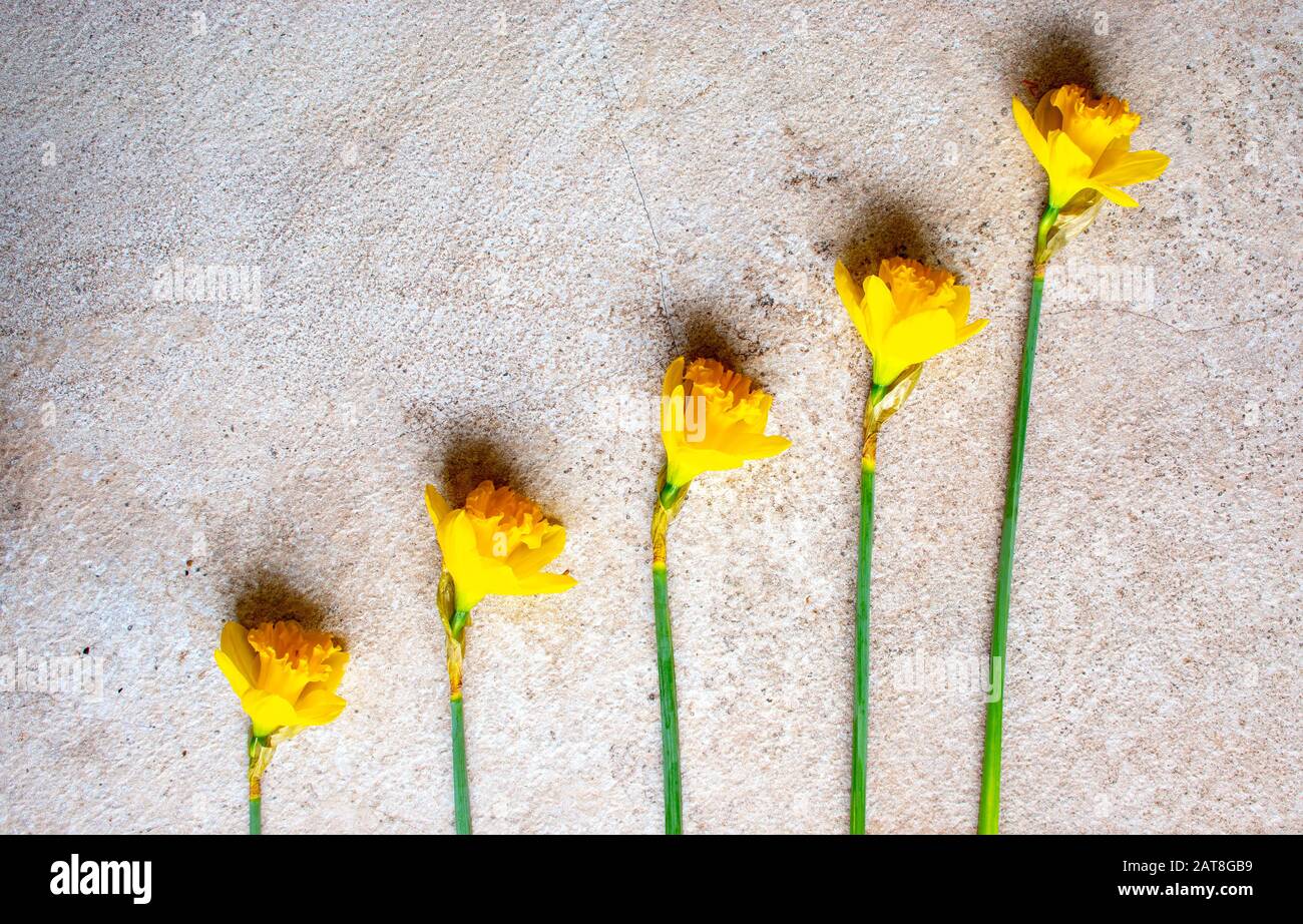 St Davids Day Daffodils Stockfoto
