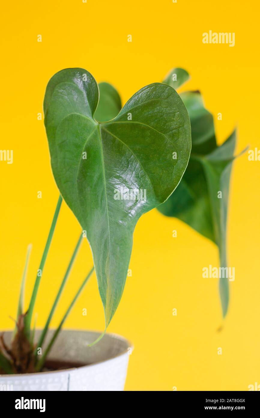 strelitzia nicolai plantsome Strelitzia nicolai (Paradiesvogelblume) XL