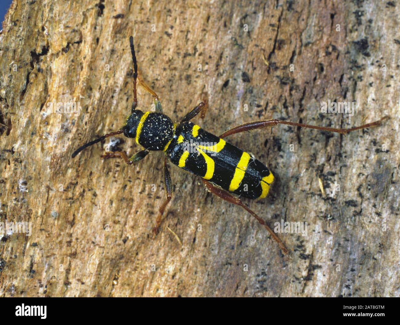 Wespenkäfer (Clytis arietis) holzohr-langhorn-Käfer, eine Wespenkäfermime auf Baumrinde Stockfoto
