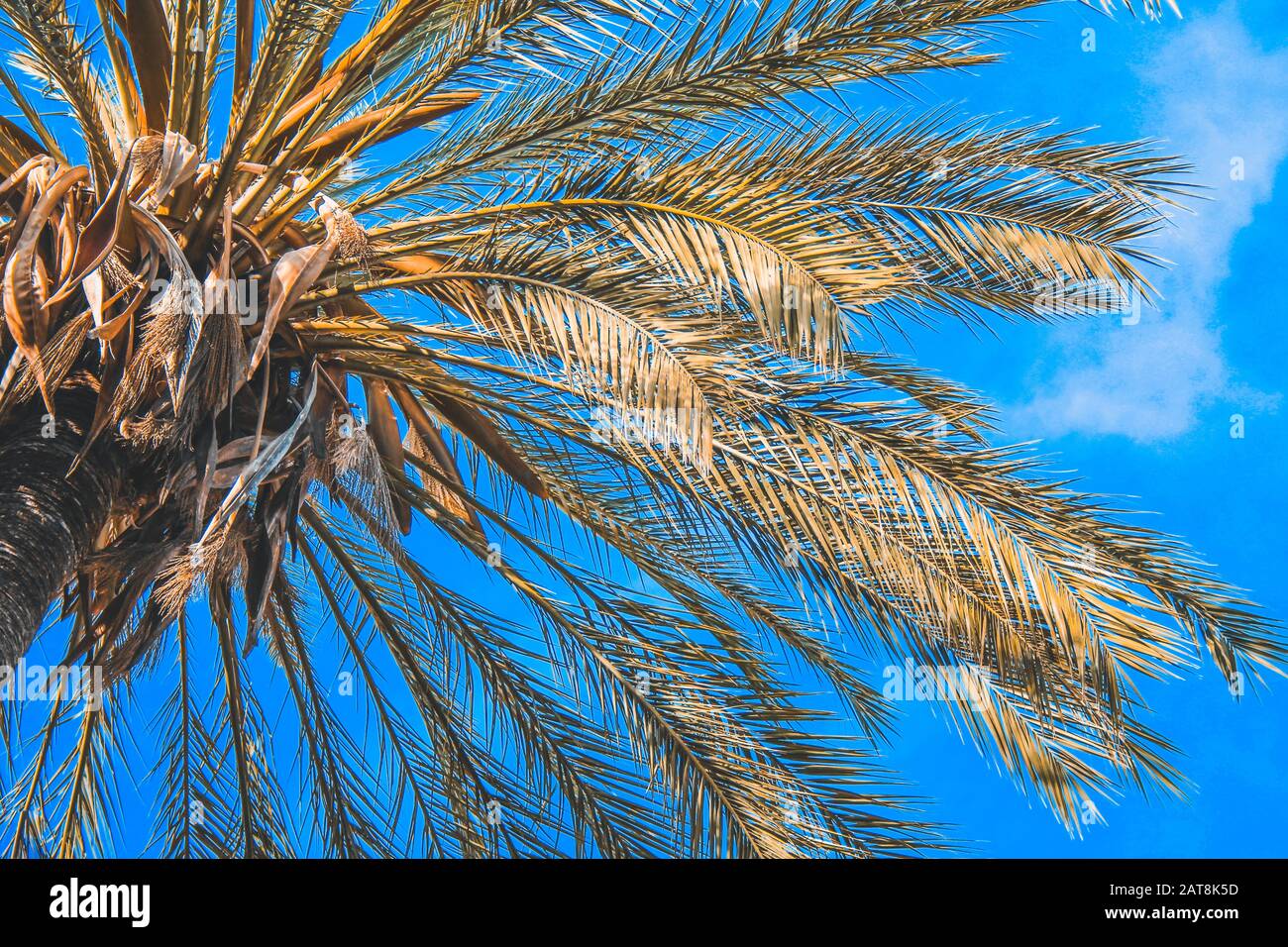 Grüne Palme schließen sich gegen blauen Himmel auf Mallorca, Spanien Stockfoto