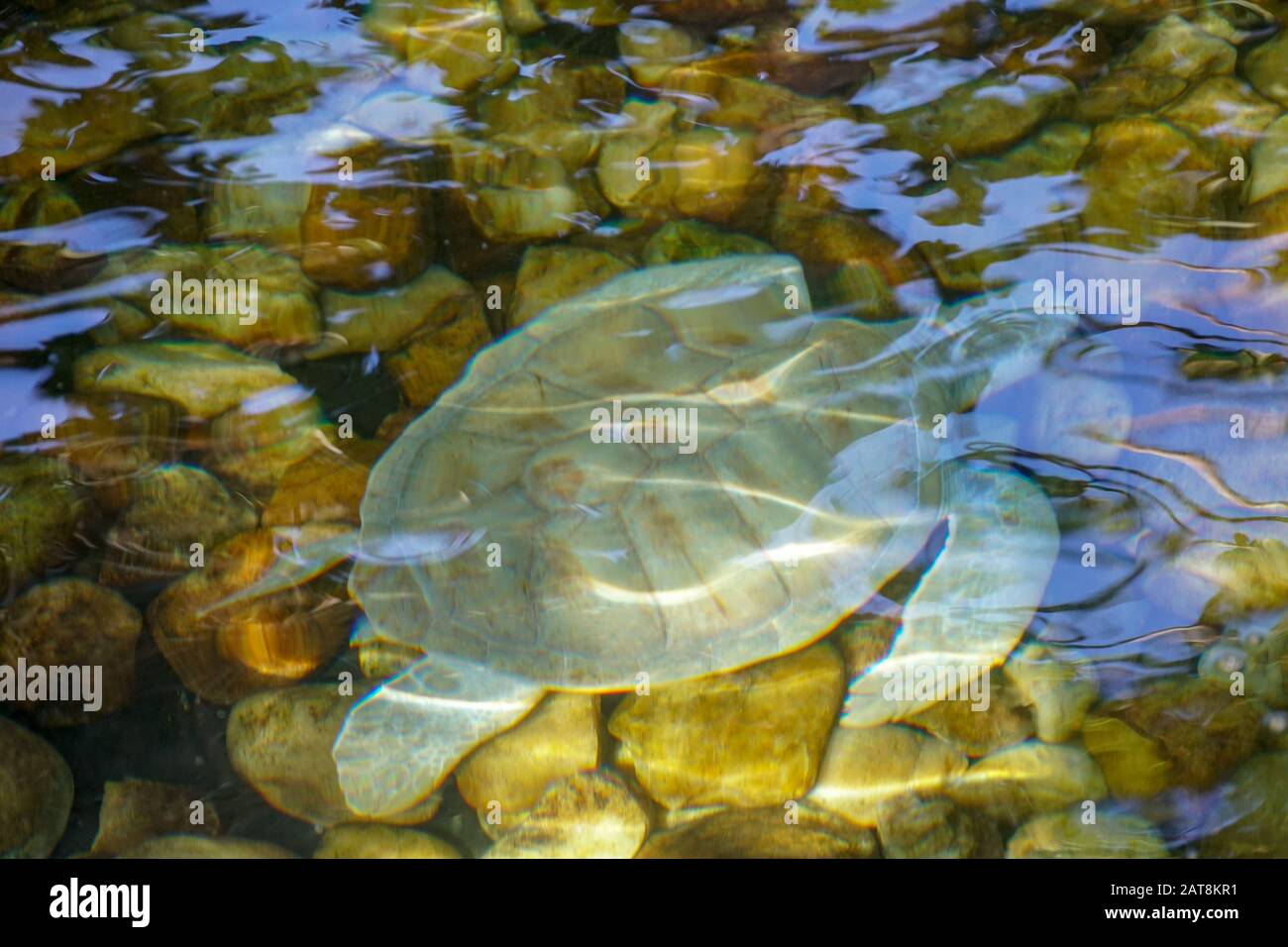 Nahaufnahme der Albino-Meeresschildkröte. Weiße Schildkröte schwimmt in klarem Wasser. Stockfoto