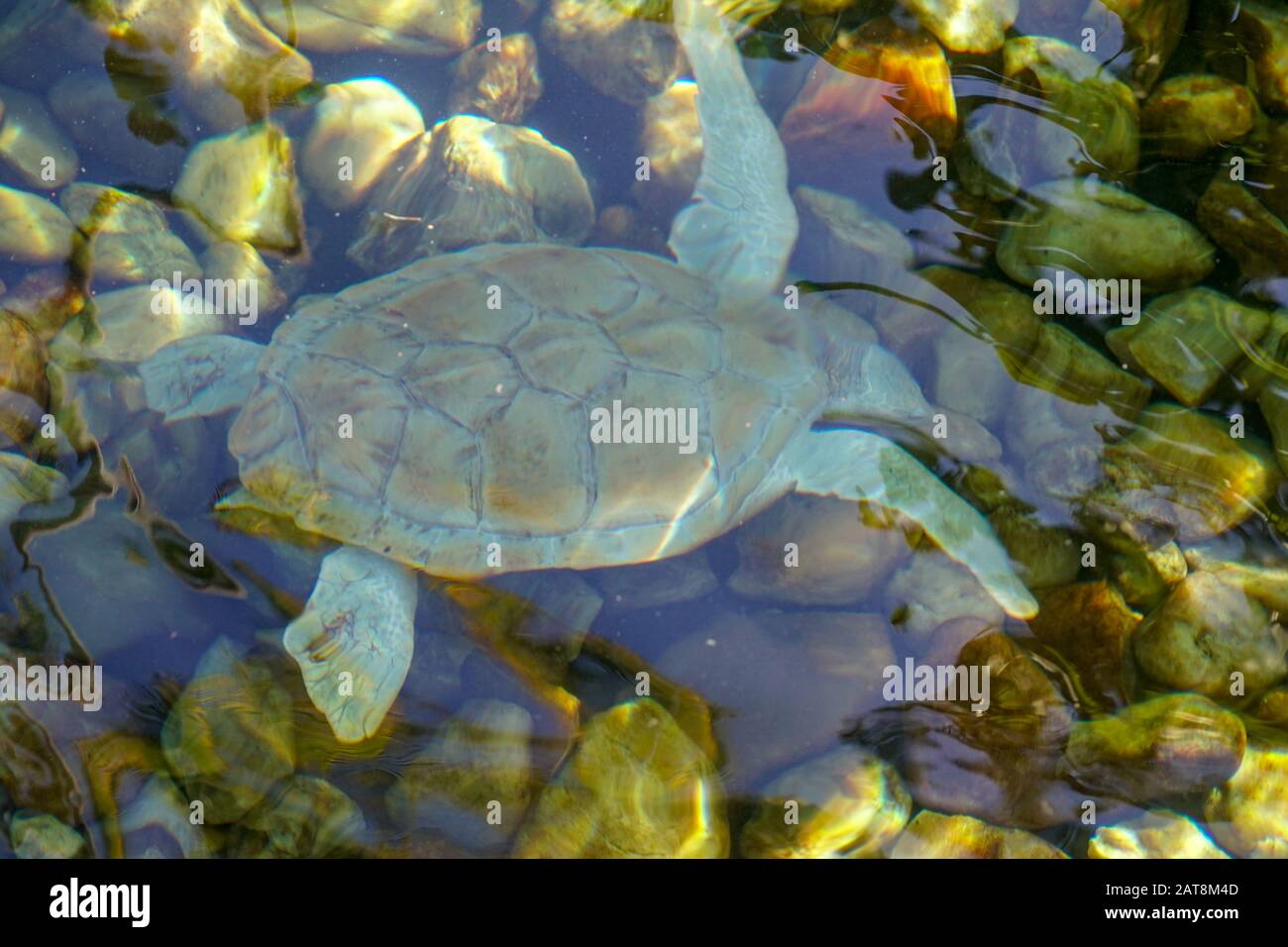 Nahaufnahme der Albino-Meeresschildkröte. Weiße Schildkröte schwimmt in klarem Wasser. Stockfoto