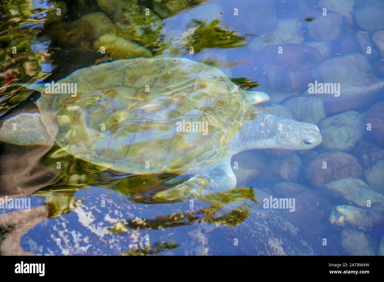 Nahaufnahme der Albino-Meeresschildkröte. Weiße Schildkröte schwimmt in klarem Wasser. Stockfoto