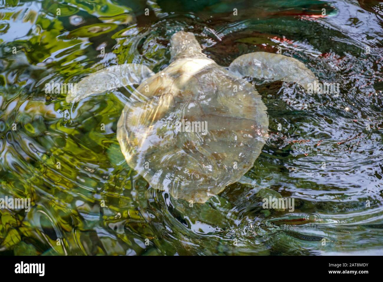 Nahaufnahme der Albino-Meeresschildkröte. Weiße Schildkröte schwimmt in klarem Wasser. Stockfoto