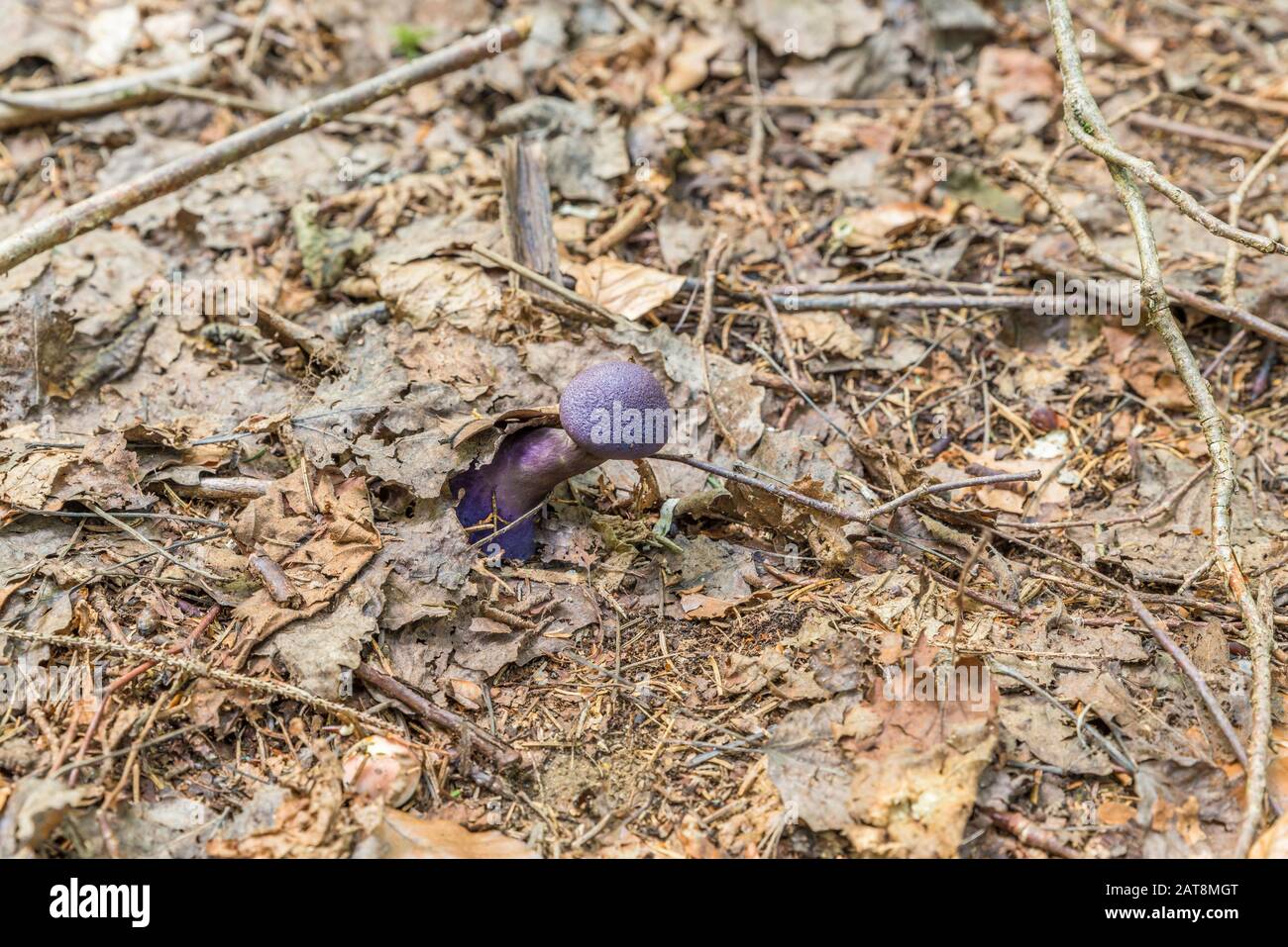 Violetter Schleierpilz (Cortinarius violaceus) in einem Wald wächst aus Blättern, Deutschland Stockfoto