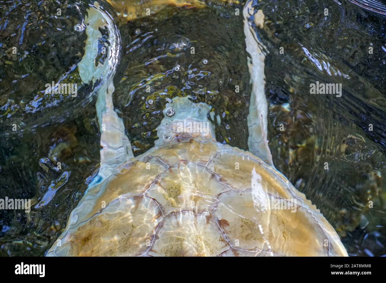 Nahaufnahme der Albino-Meeresschildkröte. Weiße Schildkröte schwimmt in klarem Wasser. Stockfoto