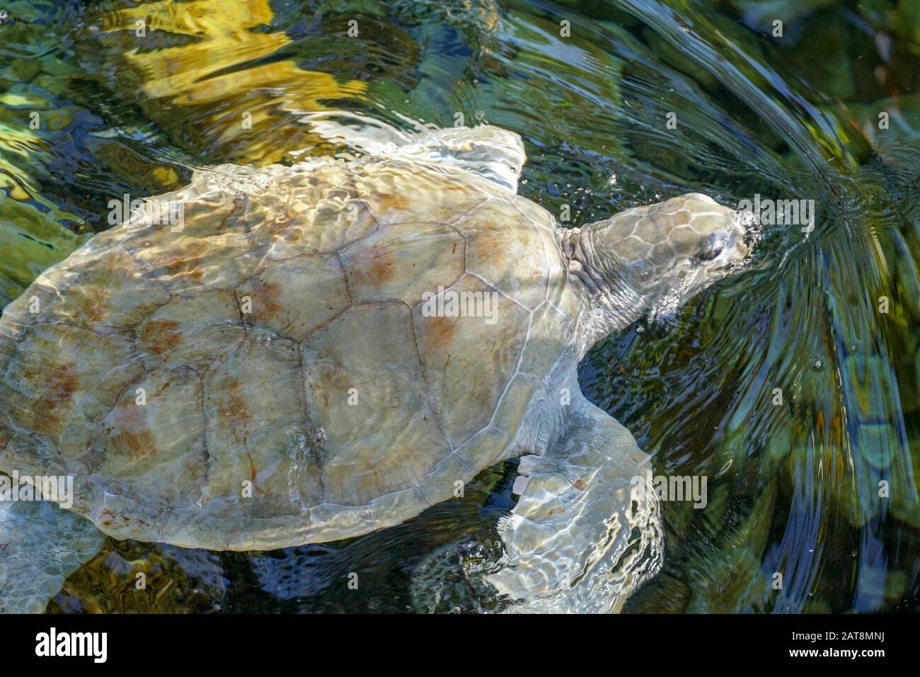 Nahaufnahme der Albino-Meeresschildkröte. Weiße Schildkröte schwimmt in klarem Wasser. Stockfoto