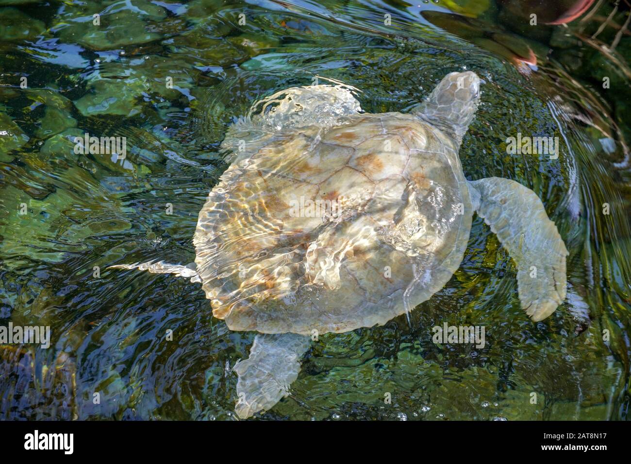 Nahaufnahme der Albino-Meeresschildkröte. Weiße Schildkröte schwimmt in klarem Wasser. Stockfoto