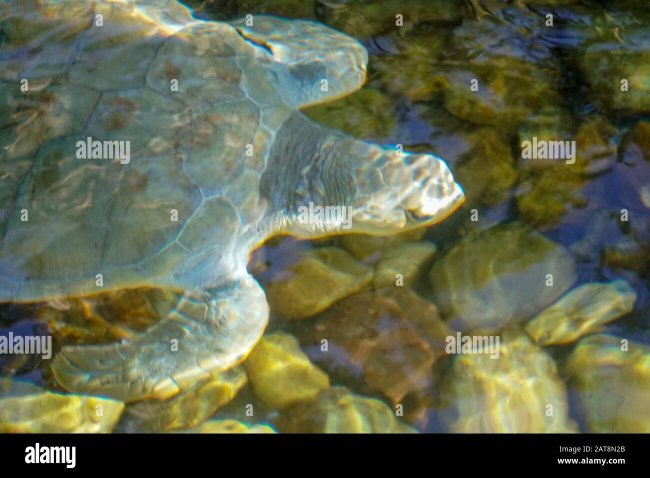 Nahaufnahme der Albino-Meeresschildkröte. Weiße Schildkröte schwimmt in klarem Wasser. Stockfoto