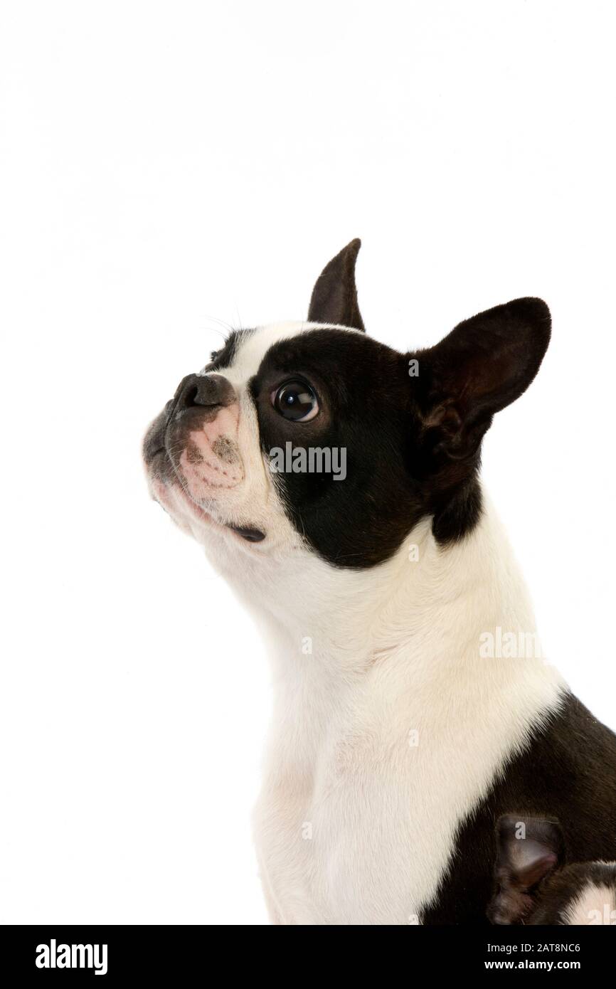 Boston Terrier Hund, Porträt von Erwachsenen vor weißem Hintergrund Stockfoto