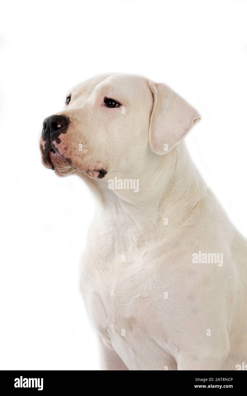 Argentinischer Mastiff Dog, männlich vor weißem Hintergrund Stockfoto