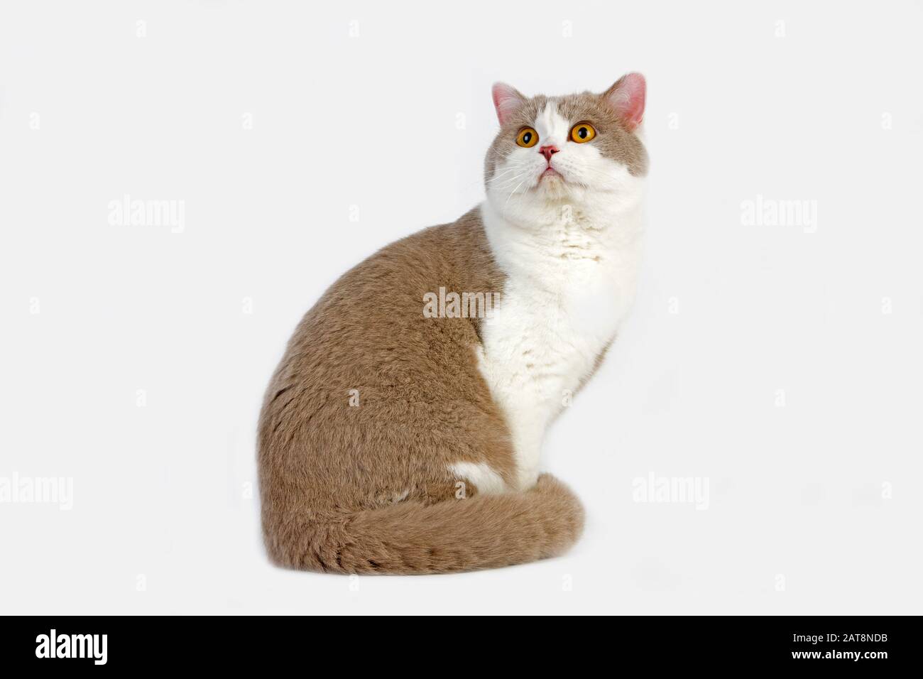 Lila und weiß Britisch Kurzhaar-Hauskatze, Männlich vor weißem Hintergrund Stockfoto