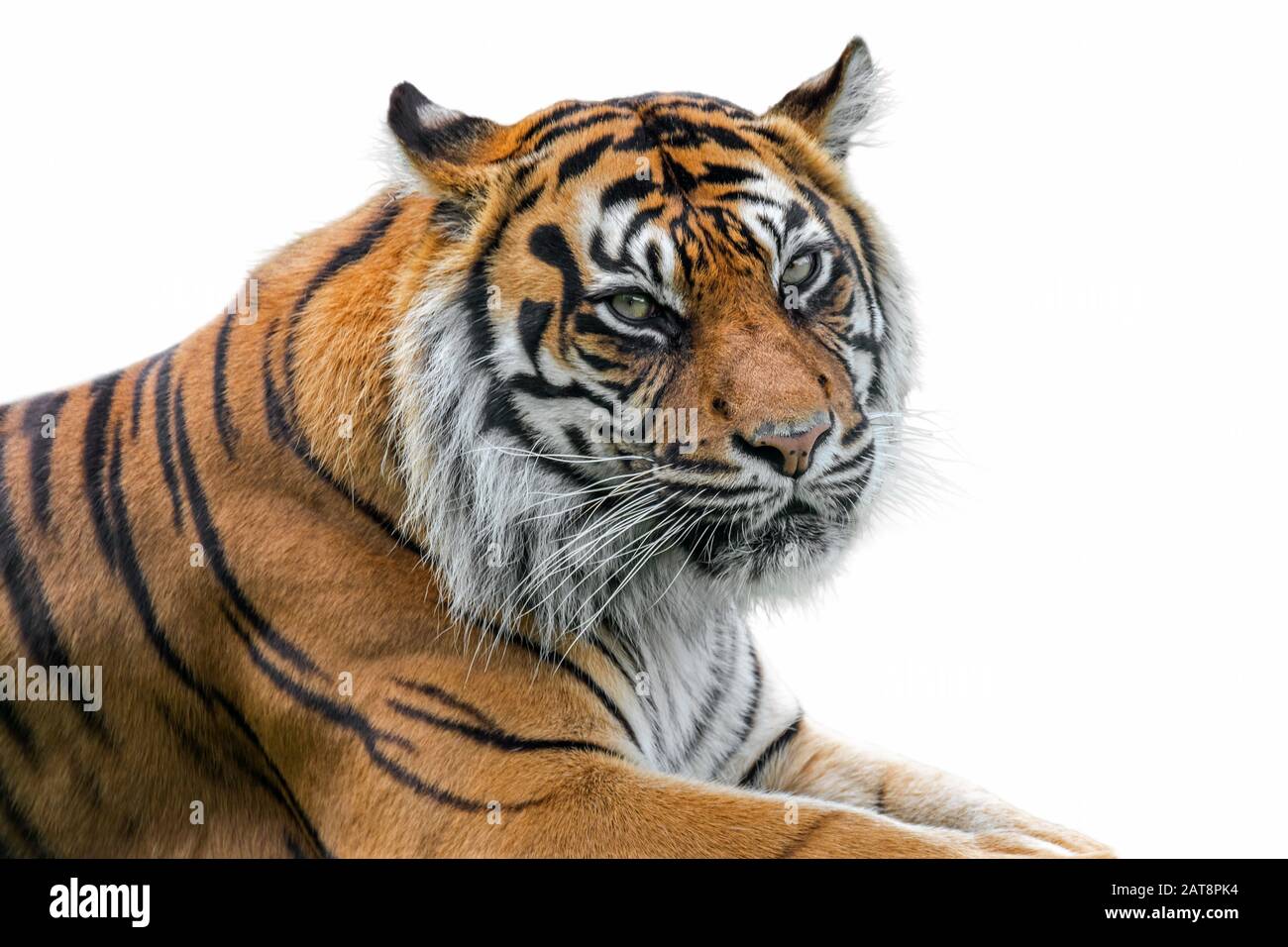 Sumatran-Tiger (Panthera tigris sondaica) Nahaufnahme Porträt, gebürtig auf Sumatra, Indonesien vor weißem Hintergrund Stockfoto