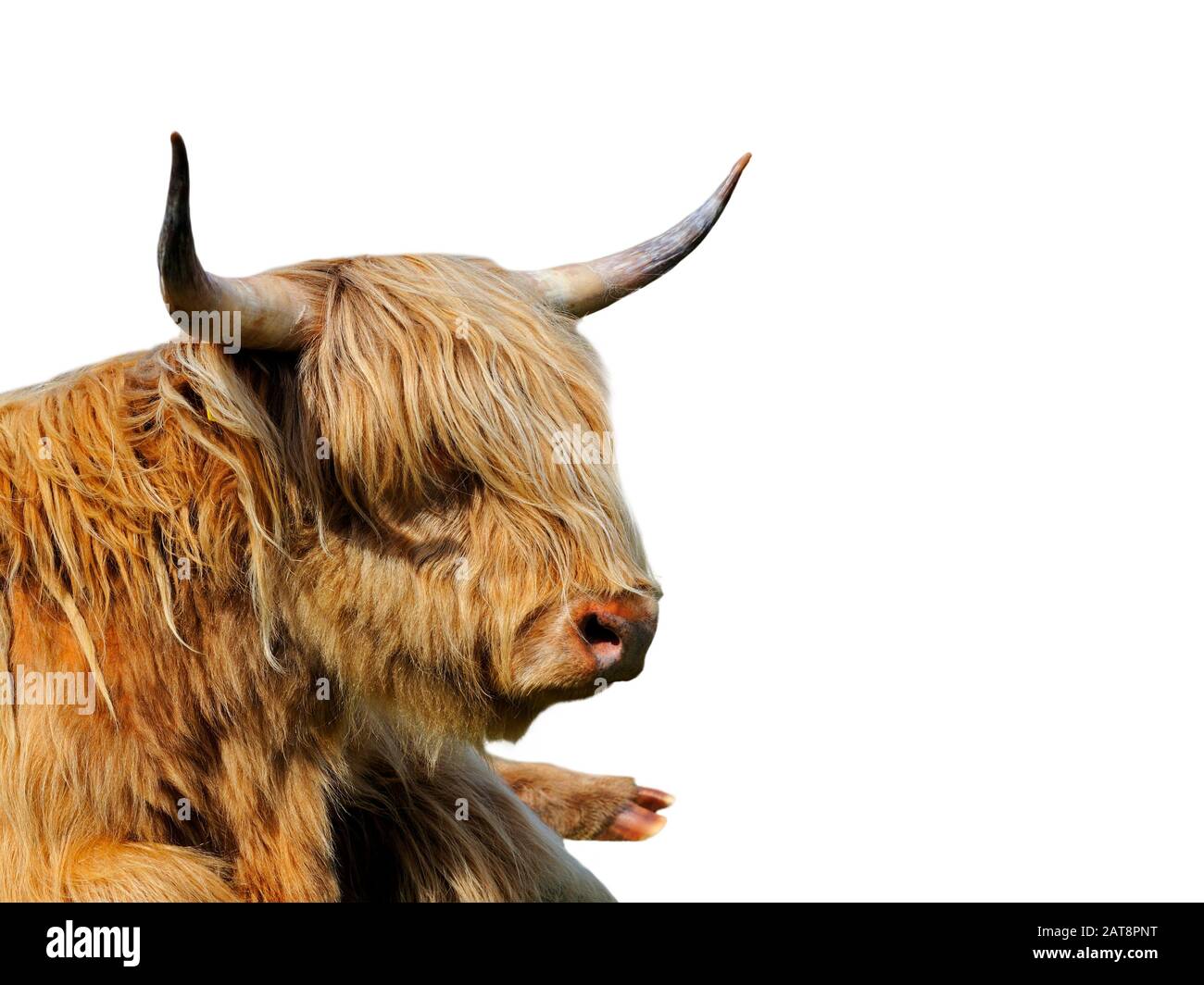 Highland Cow (Bos taurus) schließt Porträt vor weißem Hintergrund Stockfoto