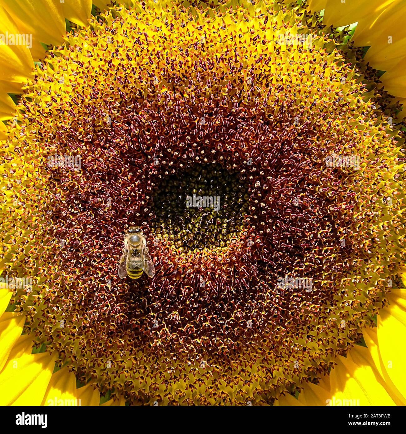 Helianthus annuus, Sonnenblume in Blüte mit Bienen, die Nektar suchen Stockfoto