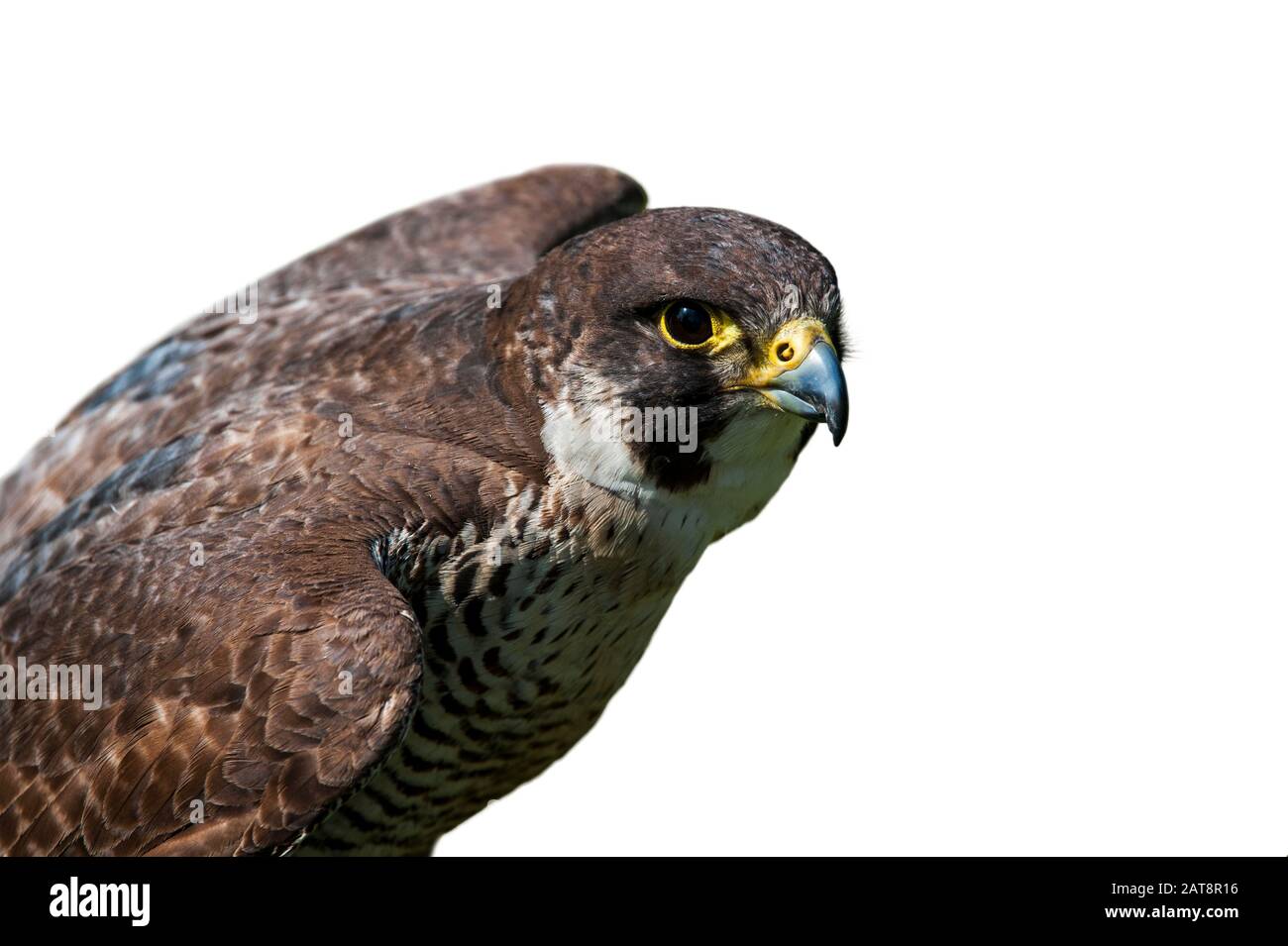 Peregrine falcon (Falco peregrinus), Nahaufnahme von Vogelspreizflügeln vor weißem Hintergrund Stockfoto