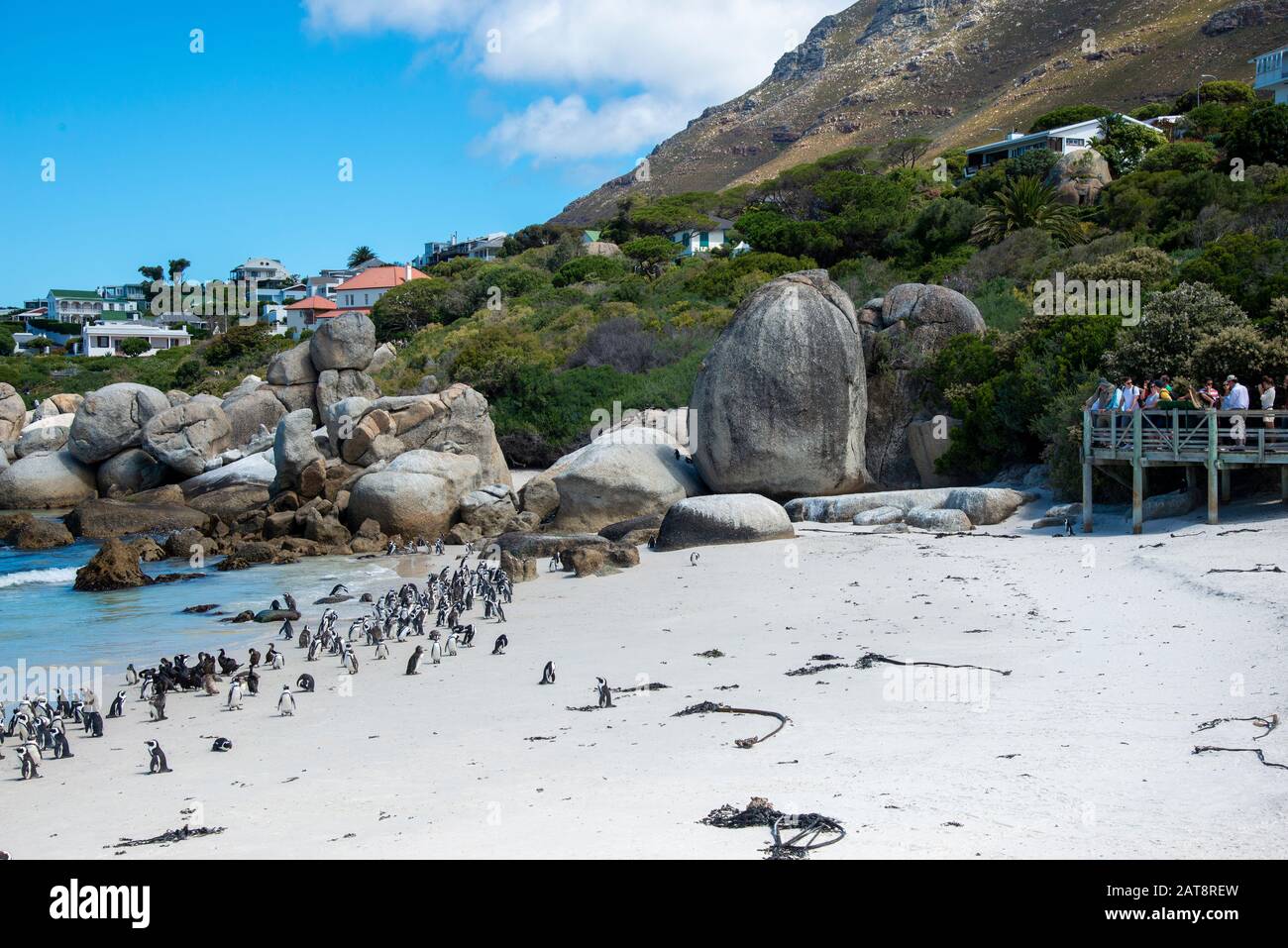 Touristen sehen die afrikanische Penguin (Spheniscus demersus) Kolonie am Boulders Beach, Simons Stadt, Kapstadt, Kap-Halbinsel, Südafrika Stockfoto
