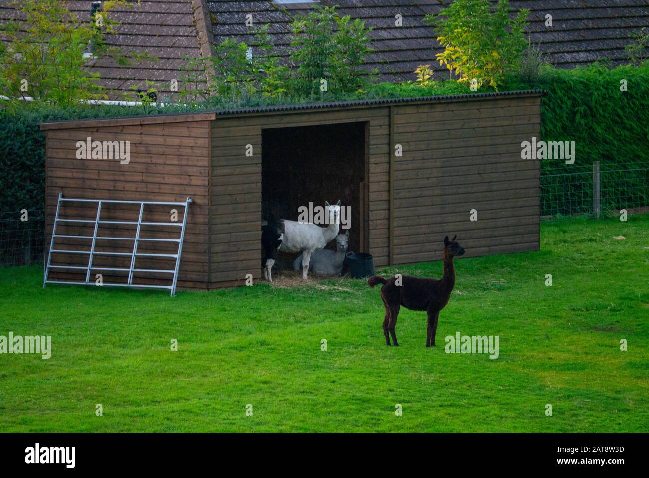 Lamas auf einer Farm in den schottischen Highlands Inverness-shire Scotland UK Stockfoto