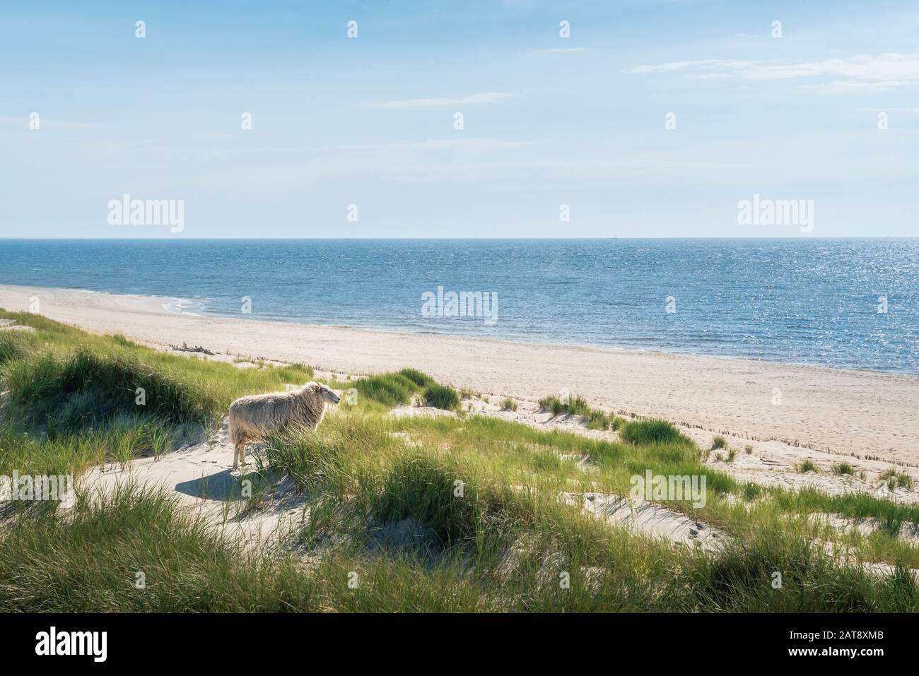 Strandlandschaft mit blauem Wasser, Sandstrand, grasbewachsenen Dünen und Schafen, die den Horizont blicken, auf der Sylter Insel, Deutschland. Nordseestrand. Sommerziel Stockfoto