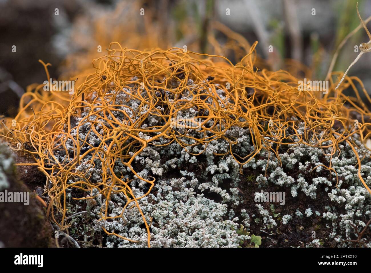 Orangefarbene filamentöse Flechten (Usnea rubicunda) auf vulkanischem Gestein, Madeira, Portugal Stockfoto