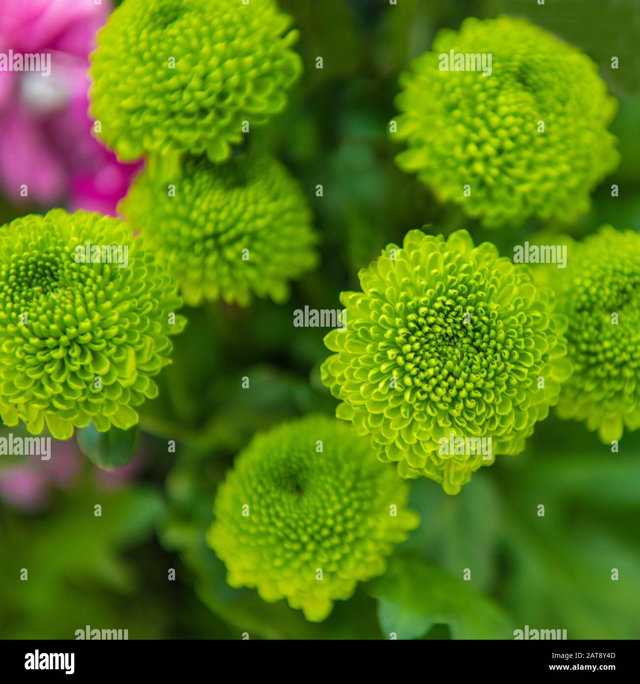 Grünes Chrysanthemum, grüne Blumen im Garten Stockfoto