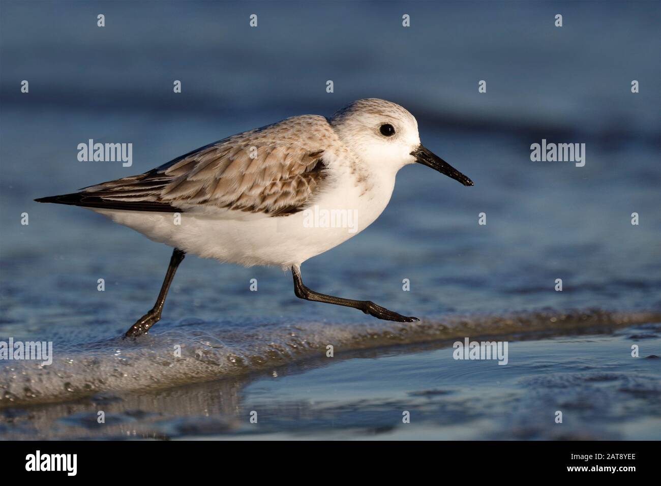 Sanderling (Calidris alba), der im Winter an einem Strand in Georgia entlang läuft Stockfoto