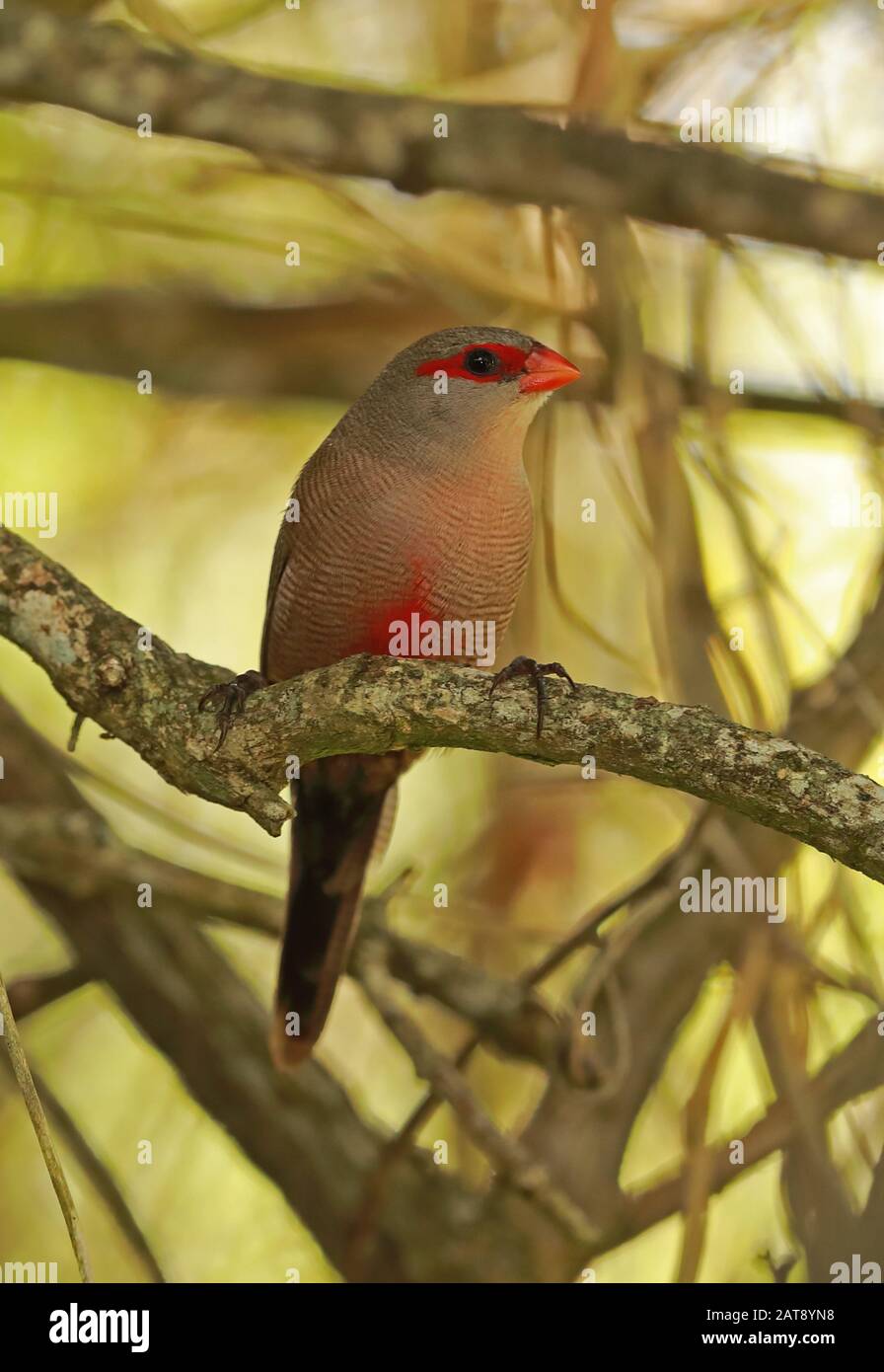 Gemeinsamer Waxbill (Estrilda astrild) Erwachsener thront in Branch Wilderness, Südafrika November Stockfoto