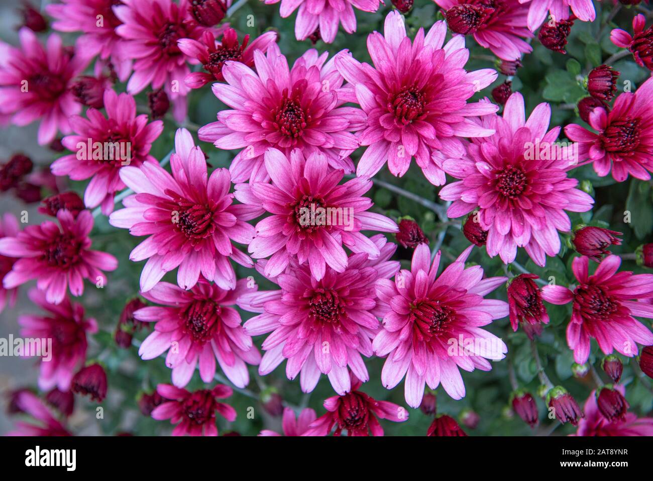 Rosa und lila Chrysanthemum Hintergrund Stockfoto