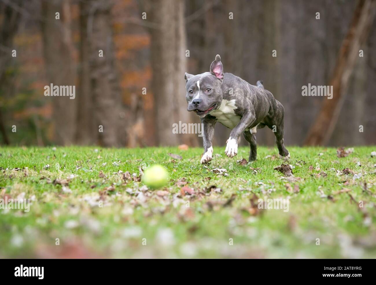 Ein blauer Pindel und ein weißer Pit Bull Terrier gemischter Rassehund, der einen Ball im Freien jagt Stockfoto