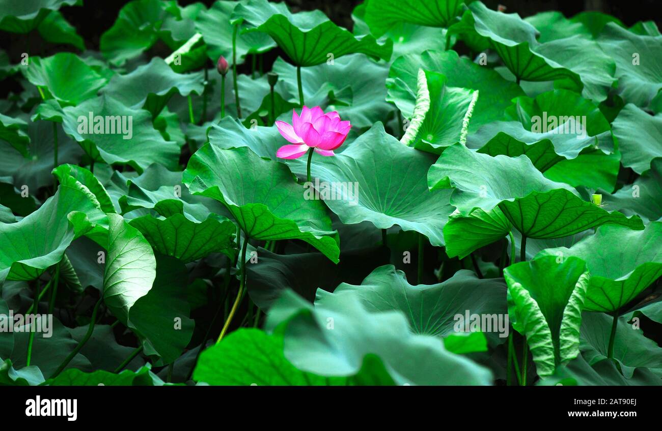 Rosafarbener lotos unter den Blättern Stockfoto