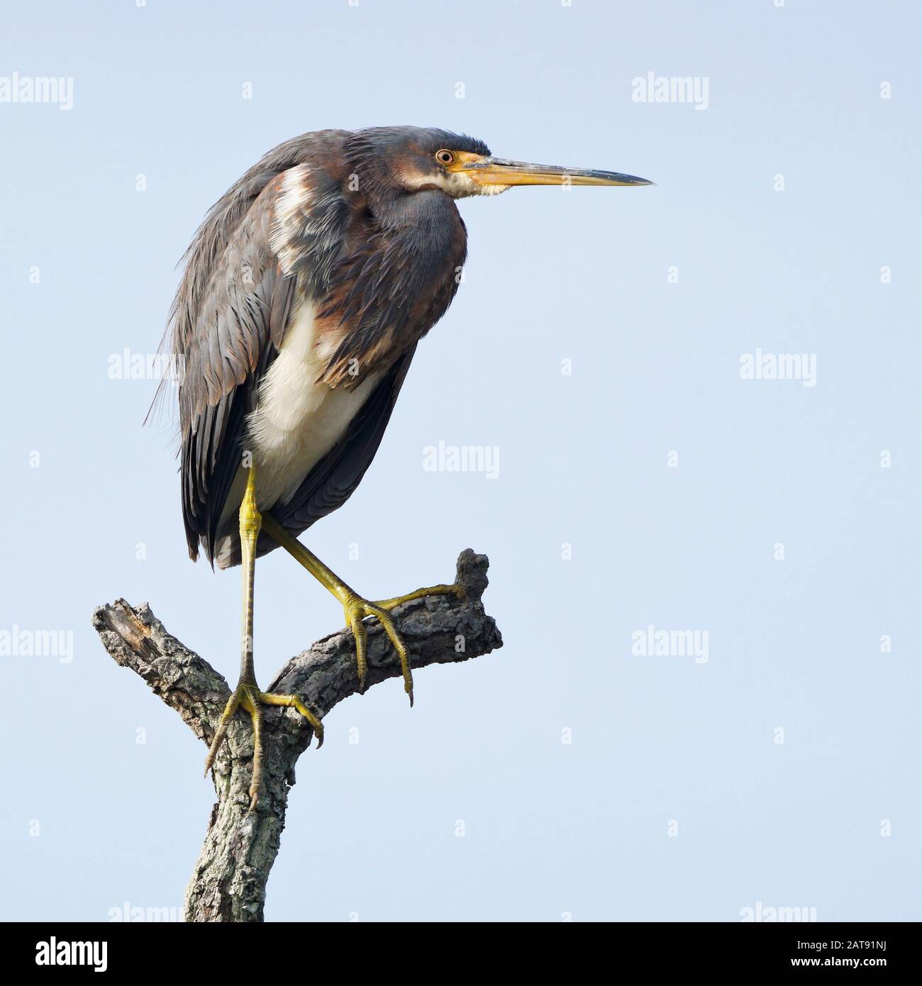 Dreifarbige Heron (Egretta tricolor) auf einem toten Ast Stockfoto