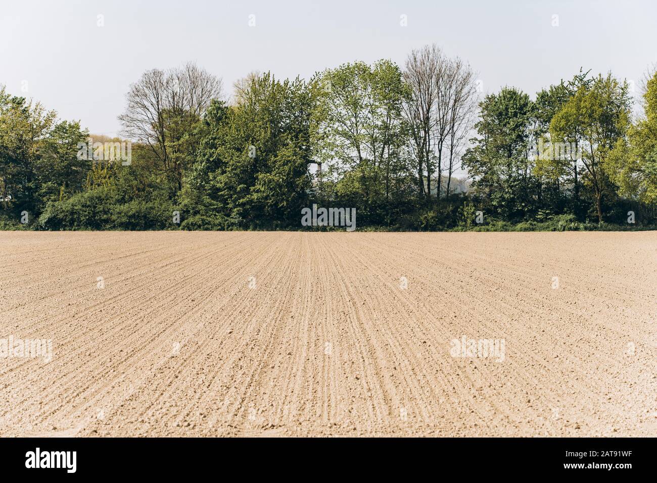 Gepflügte Feld unter einem blauen Himmel. Ein von den Furchen, von Bäumen gesäumten Feld. Stockfoto